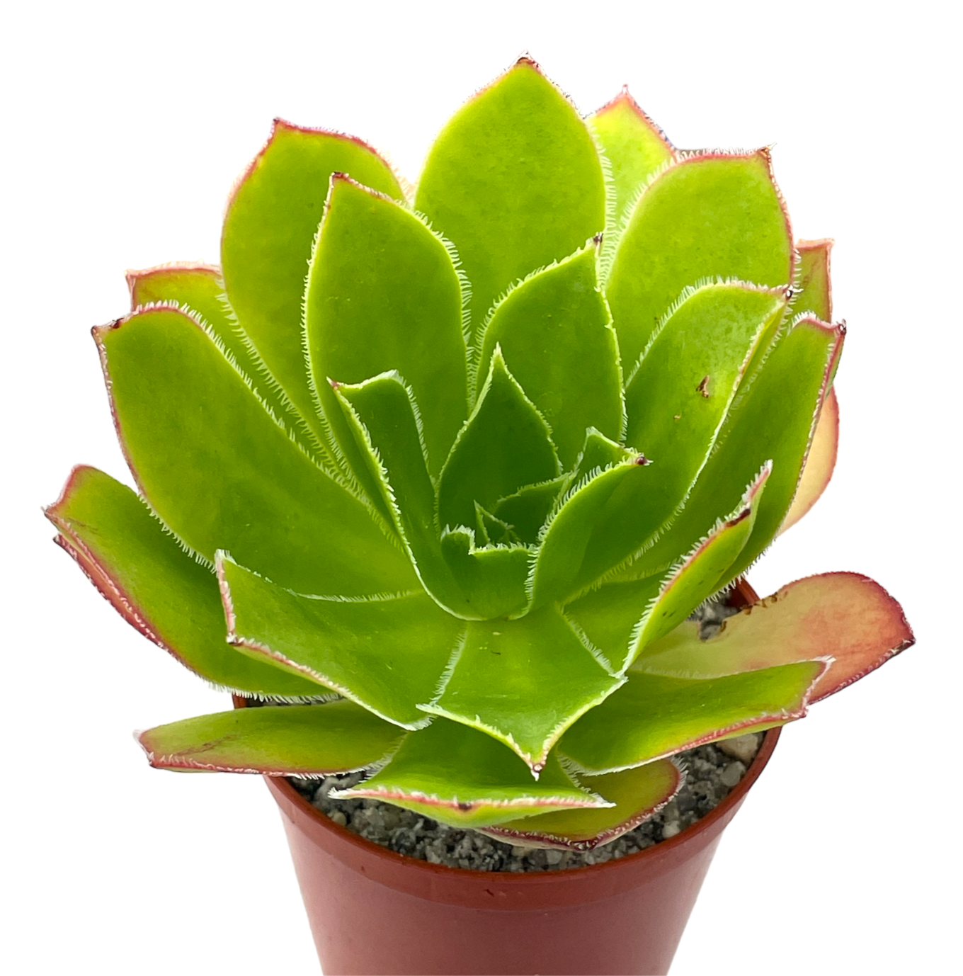 Aeonium 'Maximus'