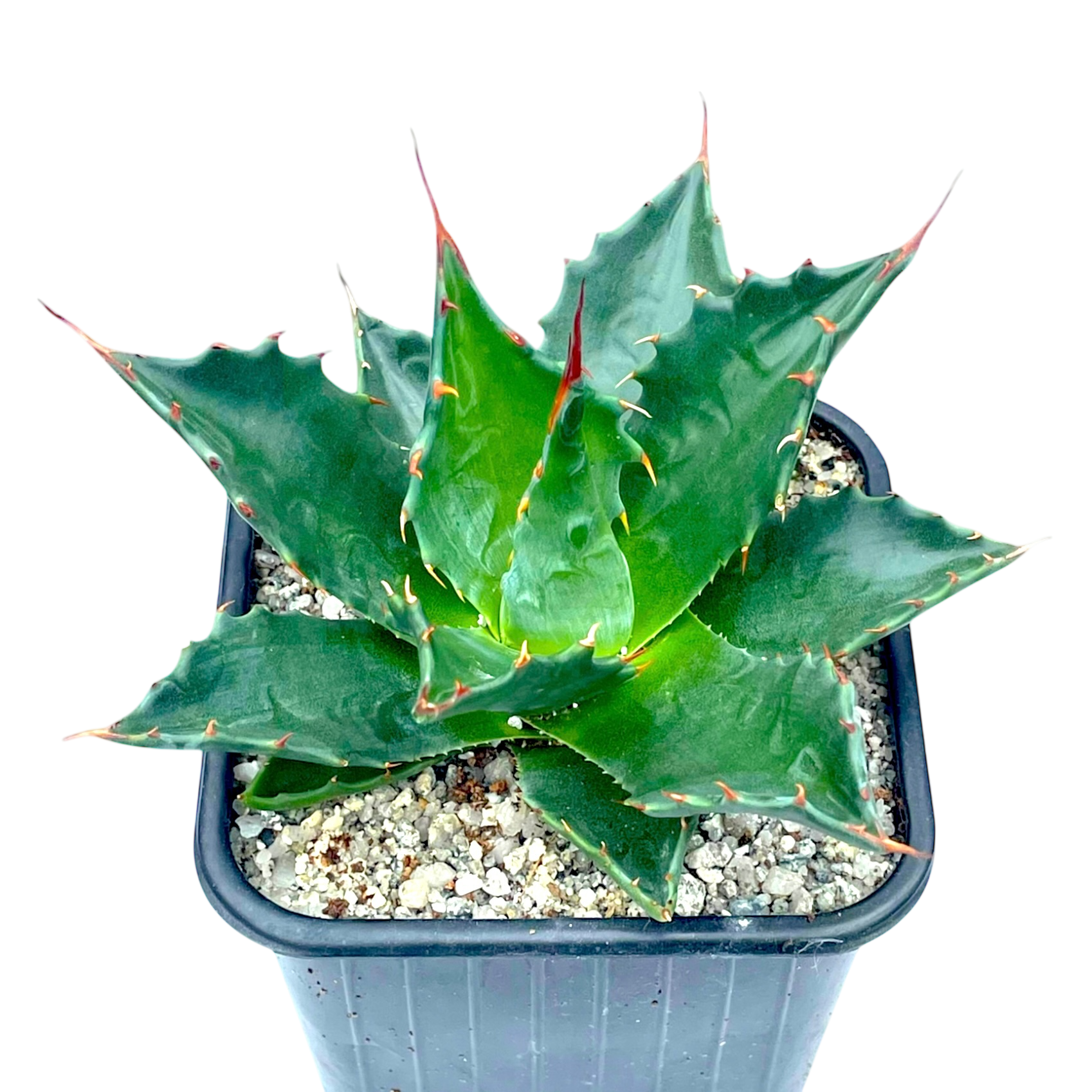 アガベ モンタナ – Surreal Succulents