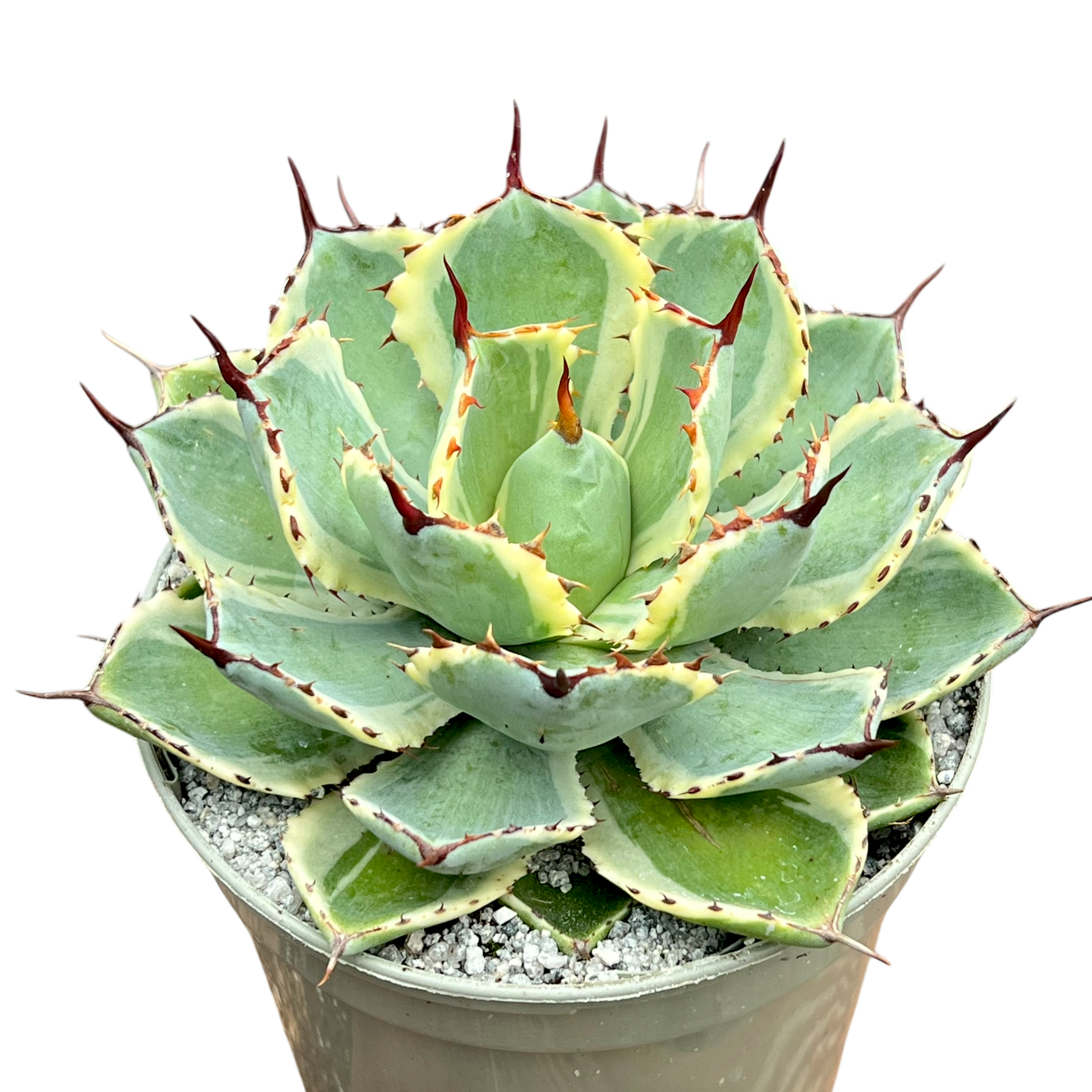アガベ ポタトラム '吉祥冠' – Surreal Succulents アガベ ポタトラム '吉祥冠' – Surreal Succulents