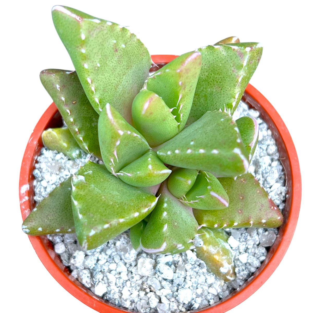 Faucaria subintegra