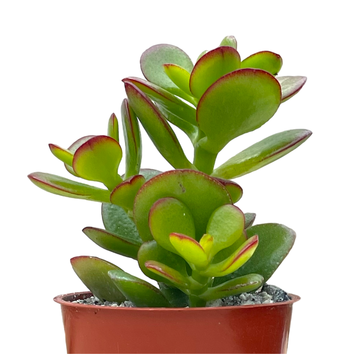 Crassula ovata minima