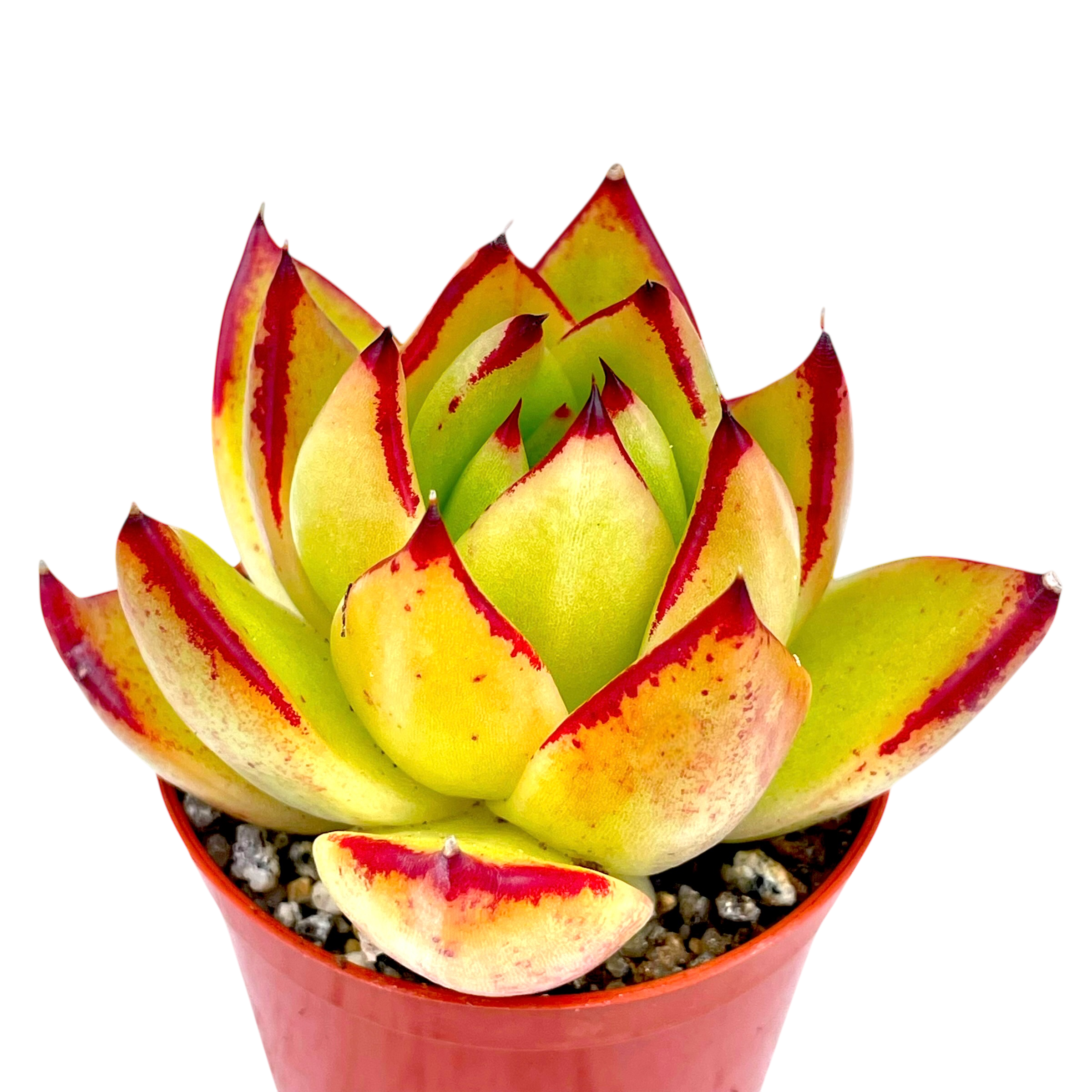 エケベリア・アガボイデス「マリア」 – Surreal Succulents