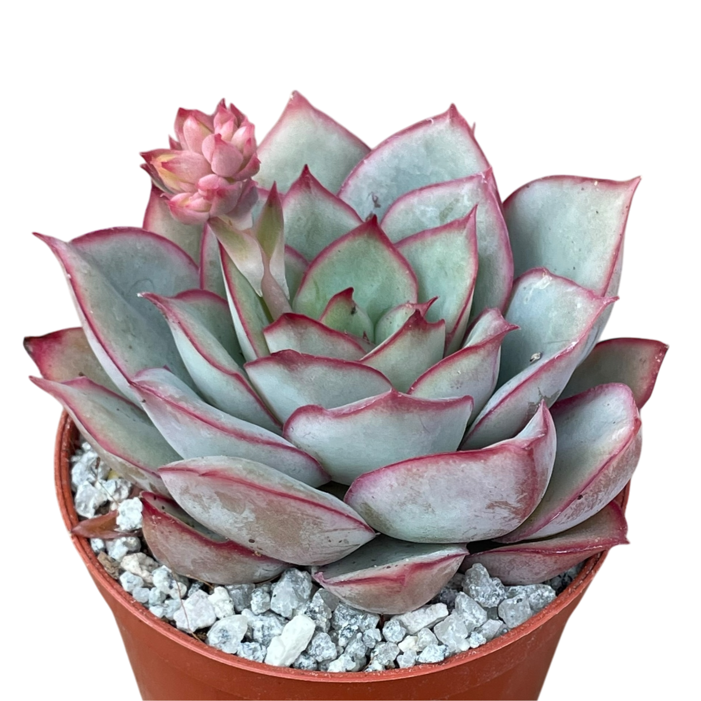 Echeveria 'Moon Goddess'
