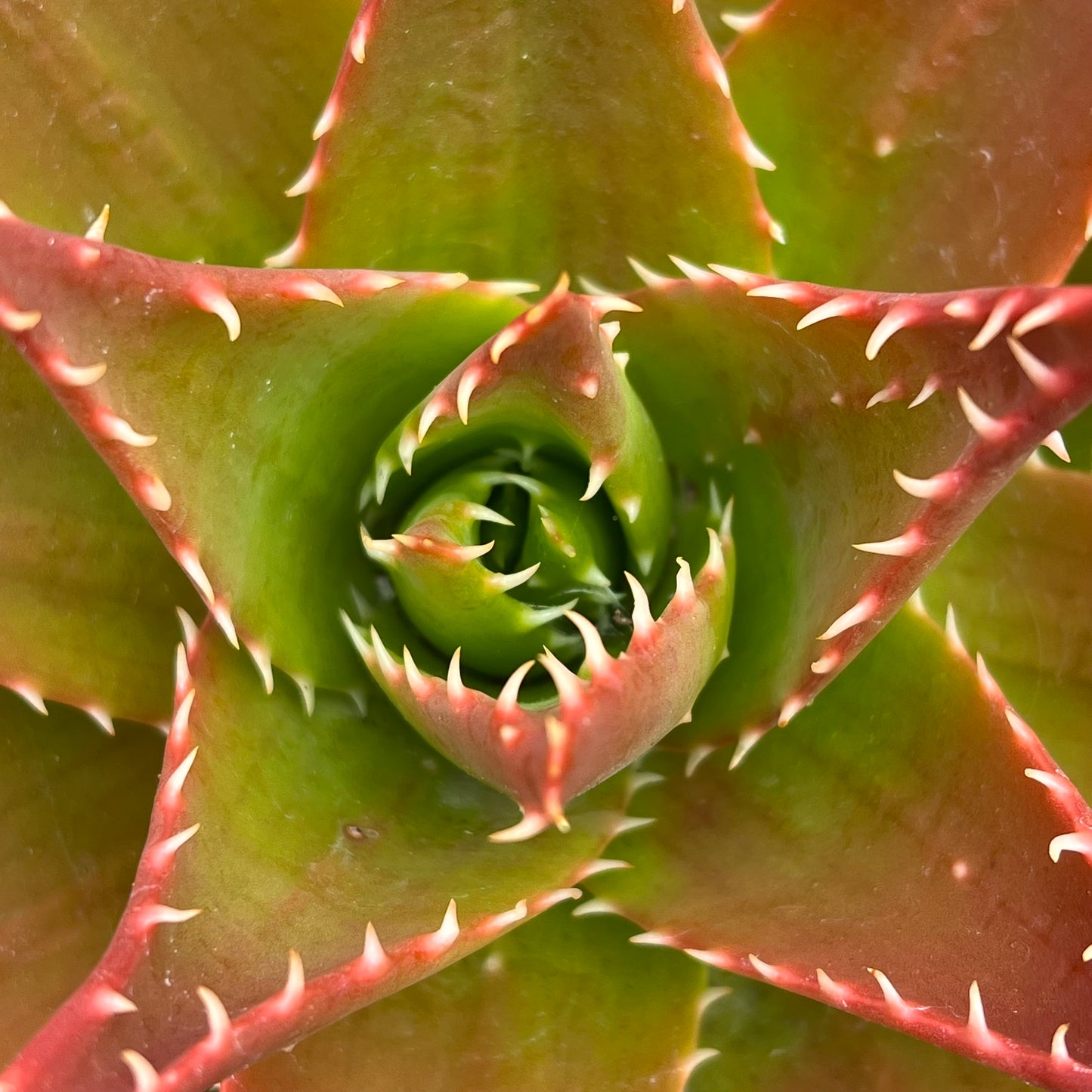 Aloe mitriformis