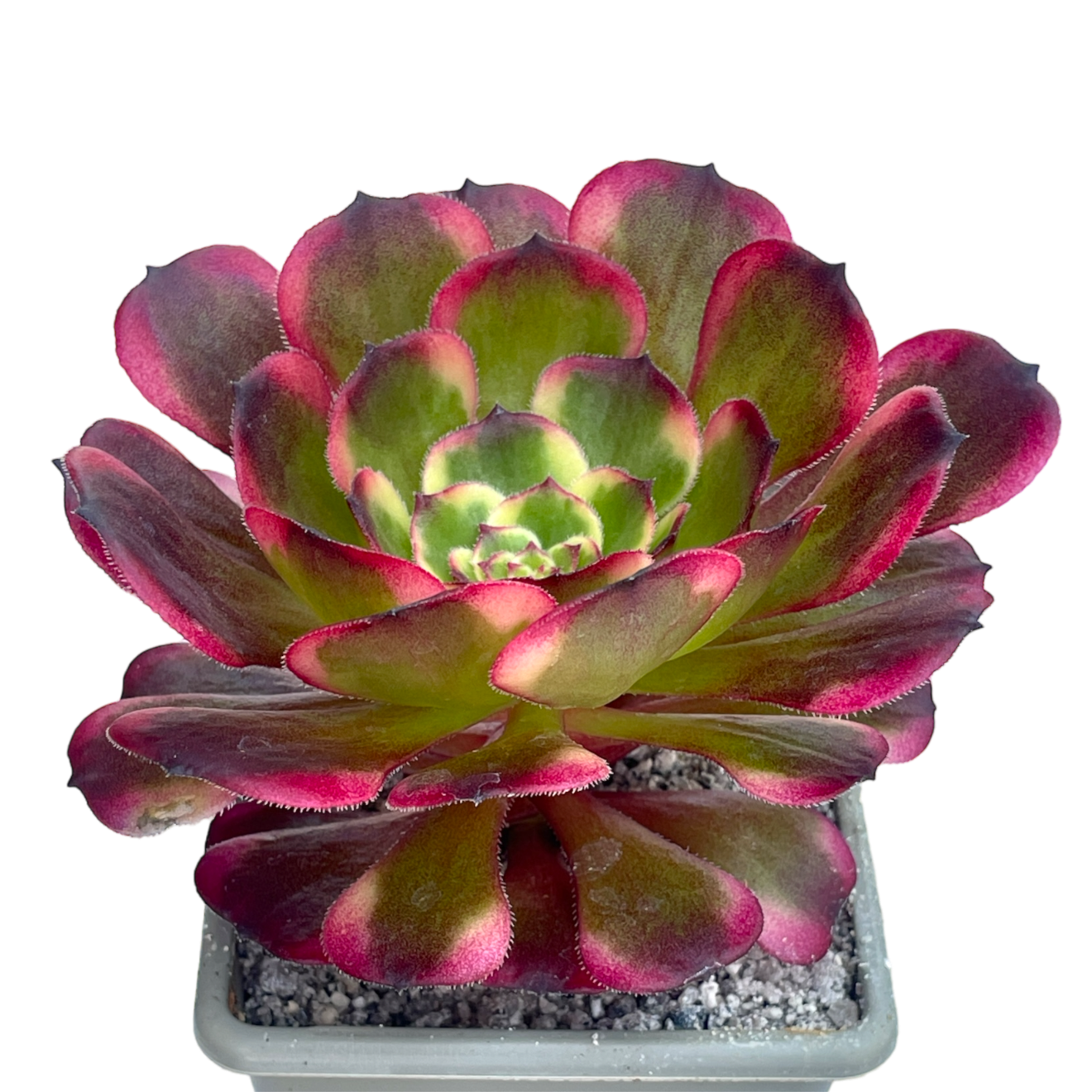 black king succulent Aeonium 'Black King Kong' – Surreal Succulents
