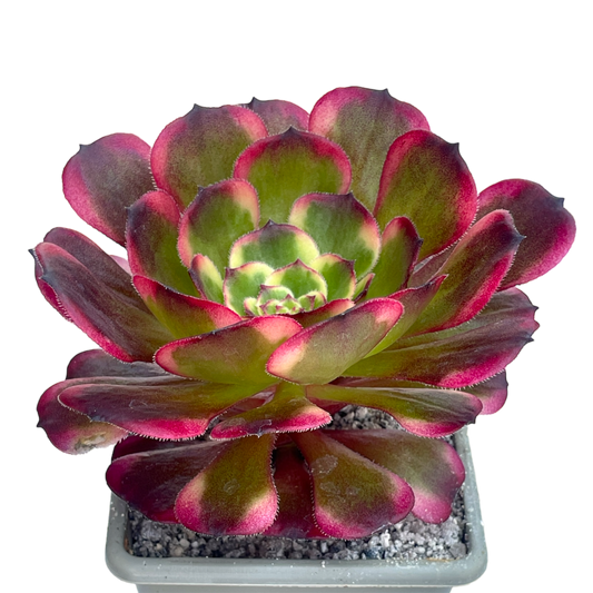 Aeonium 'Black King Kong'