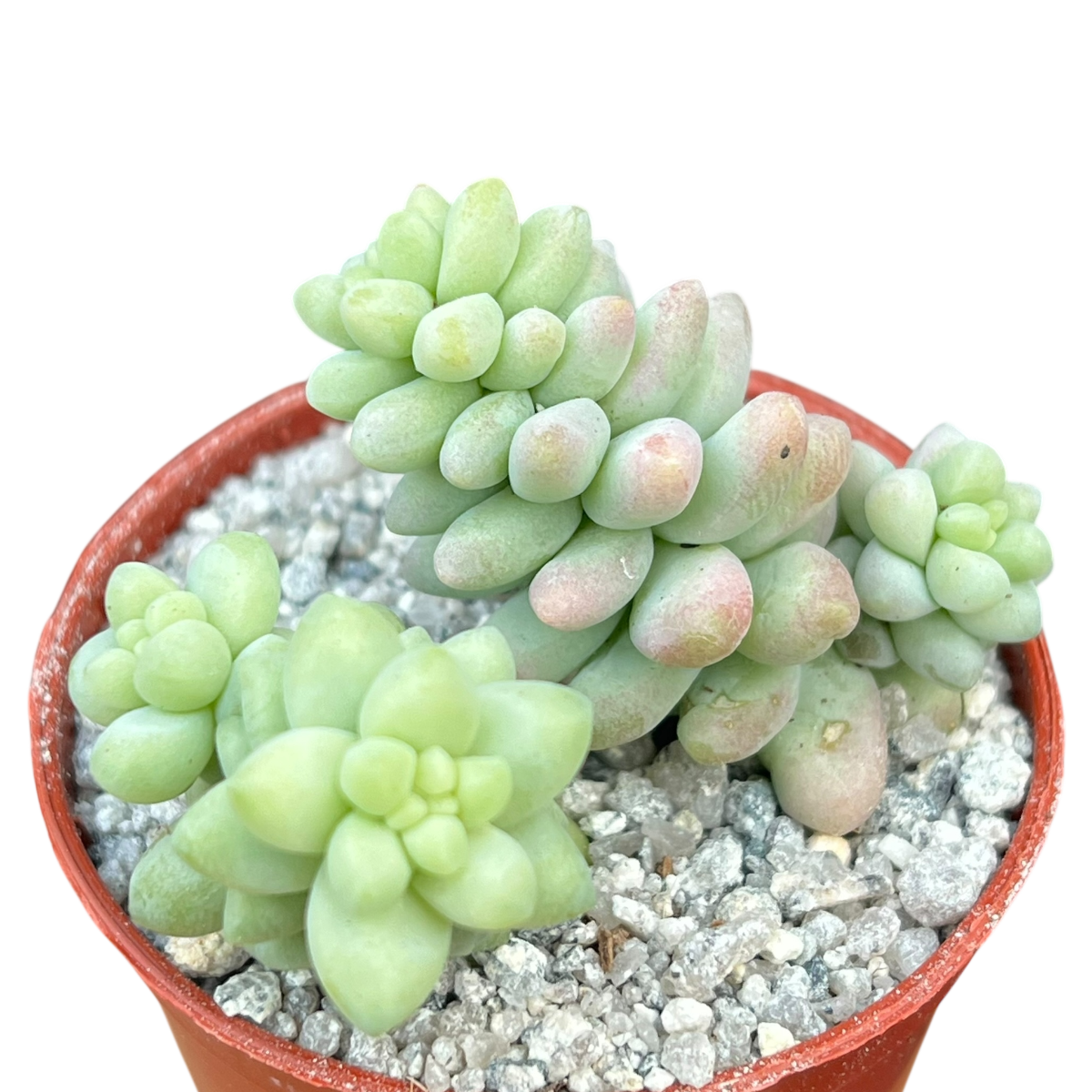 burrito succulent care Sedum burrito – Surreal Succulents