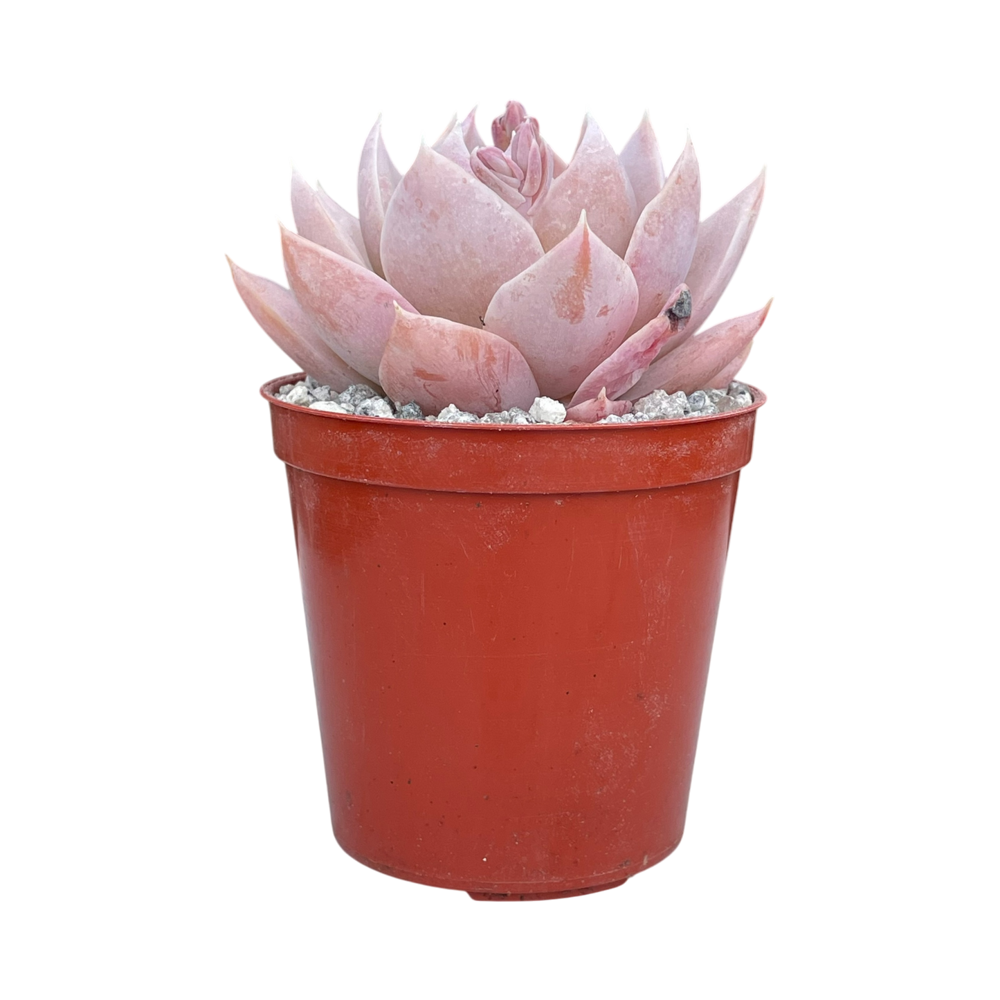 Sedum suaveolens