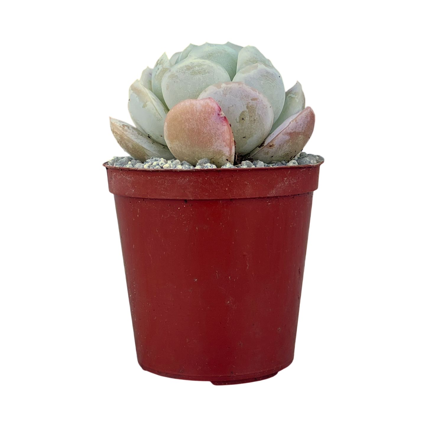 Echeveria potosina