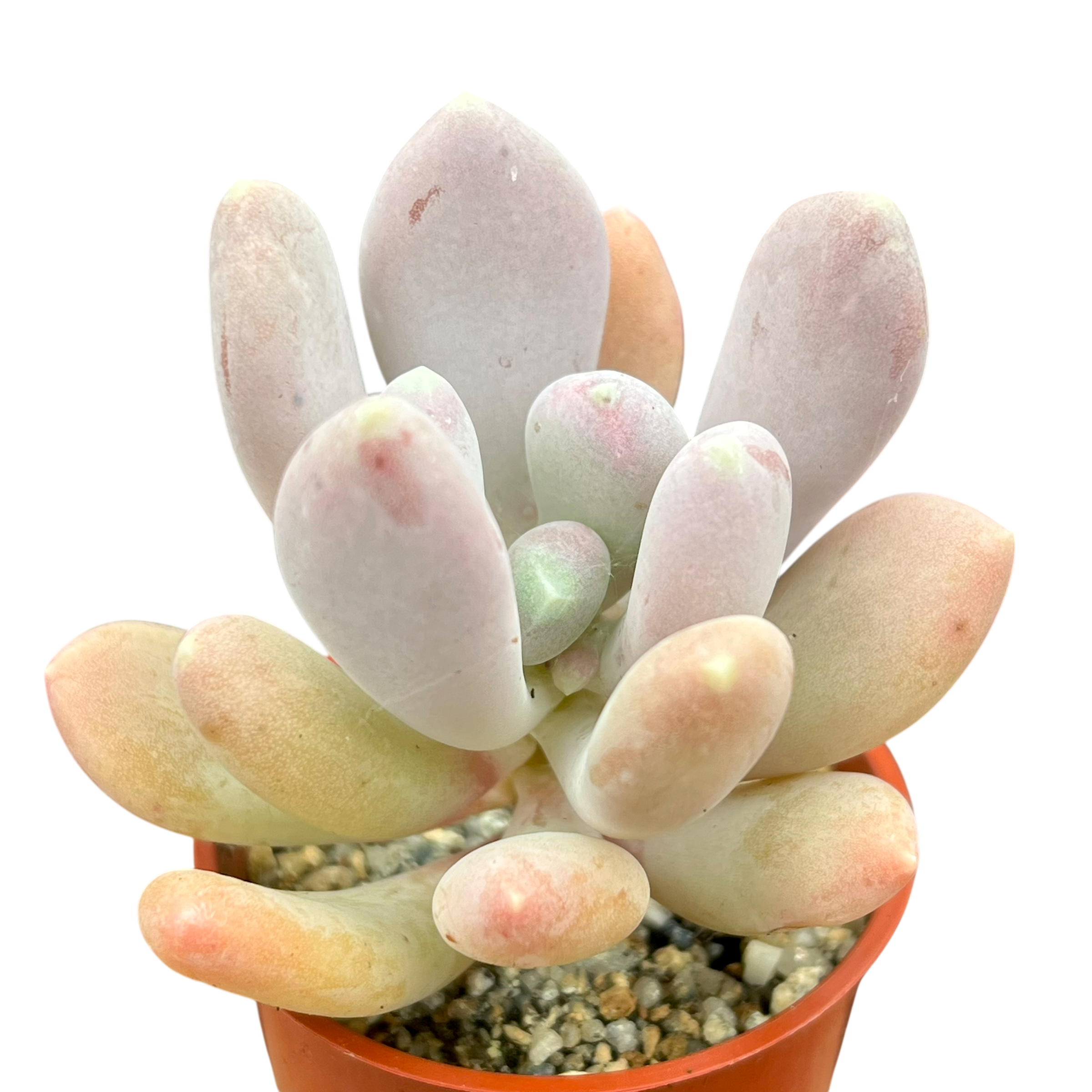 glutinicaule succulent Pachyphytum glutinicaule – Surreal Succulents