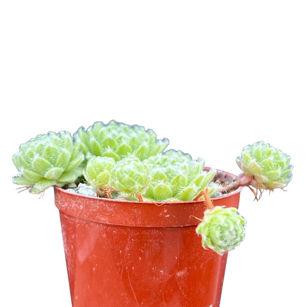 Sempervivum 'Green Ice'