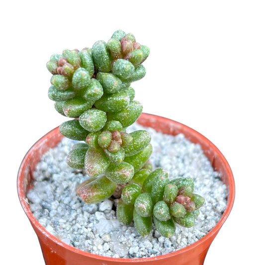 Sedum furfuraceum