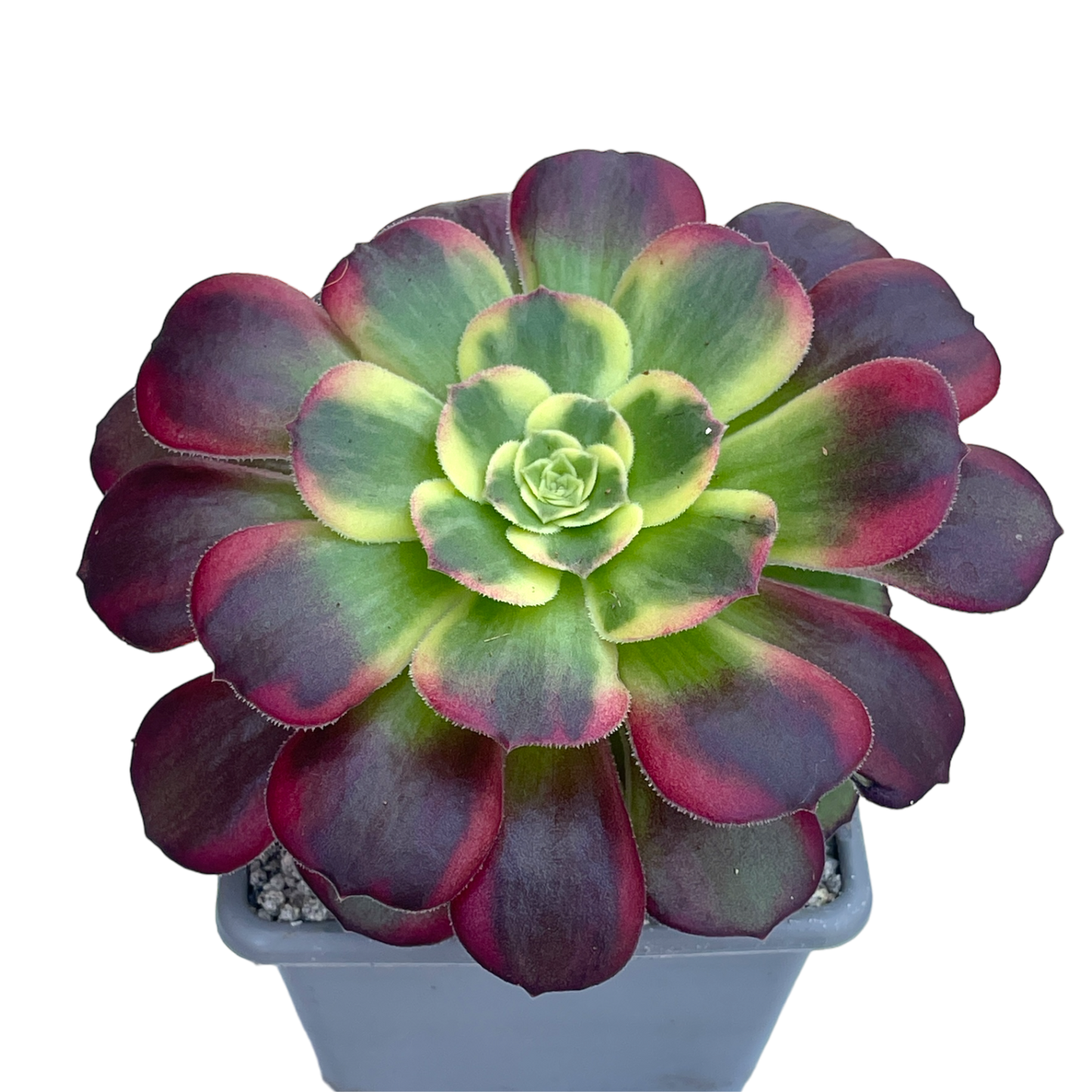 Aeonium 'Halloween' variegata (Form 2)