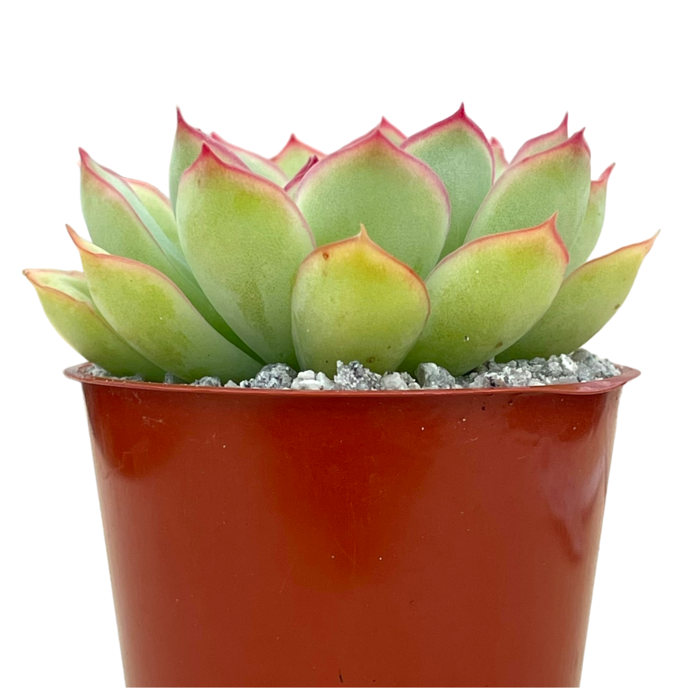 Echeveria pelusida