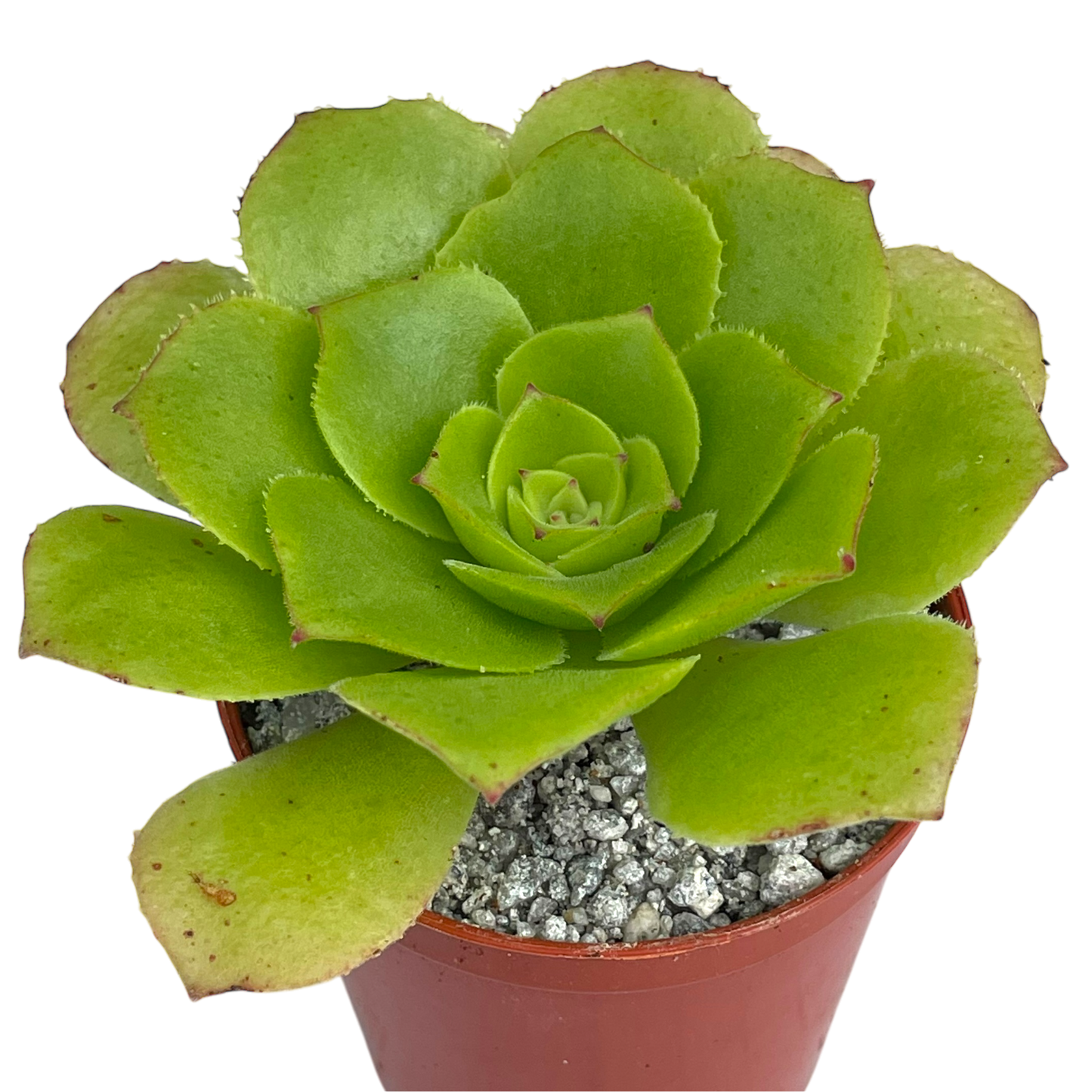 Aeonium tabuliforme x nobile