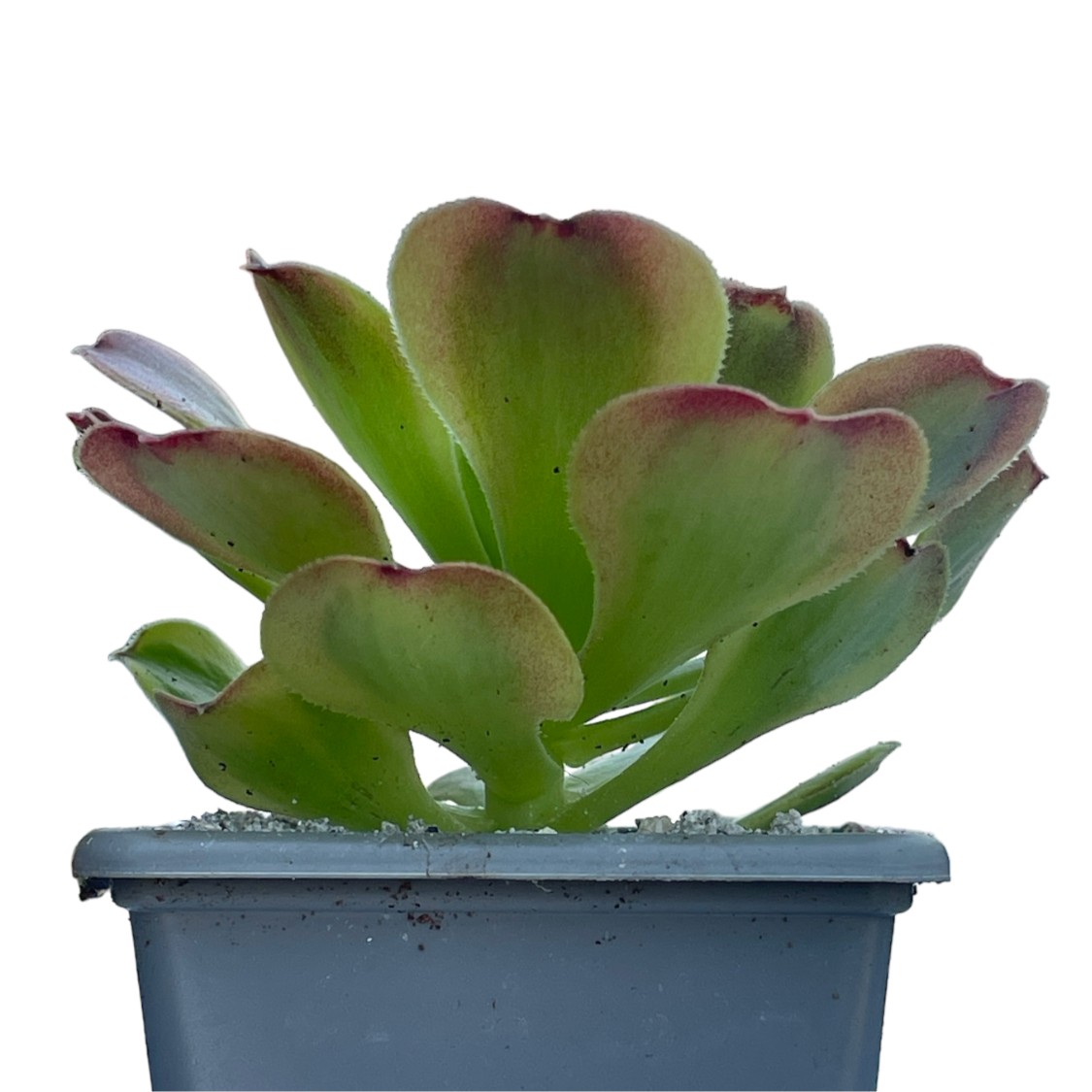 Aeonium 'Green Lemon'