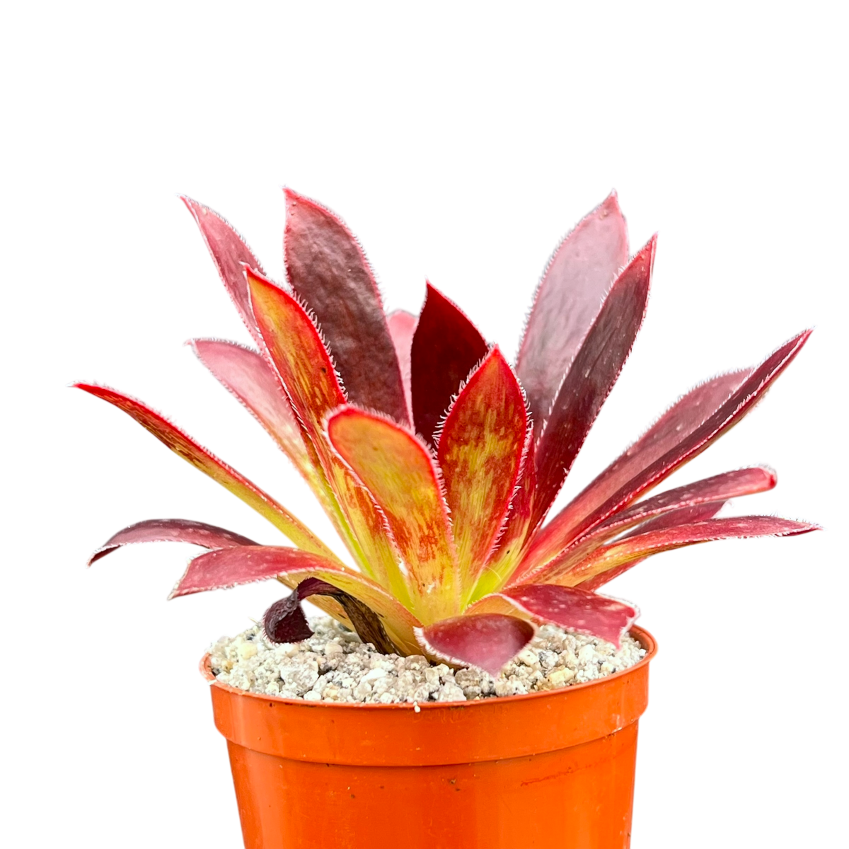 Aeonium 'Black Magic'