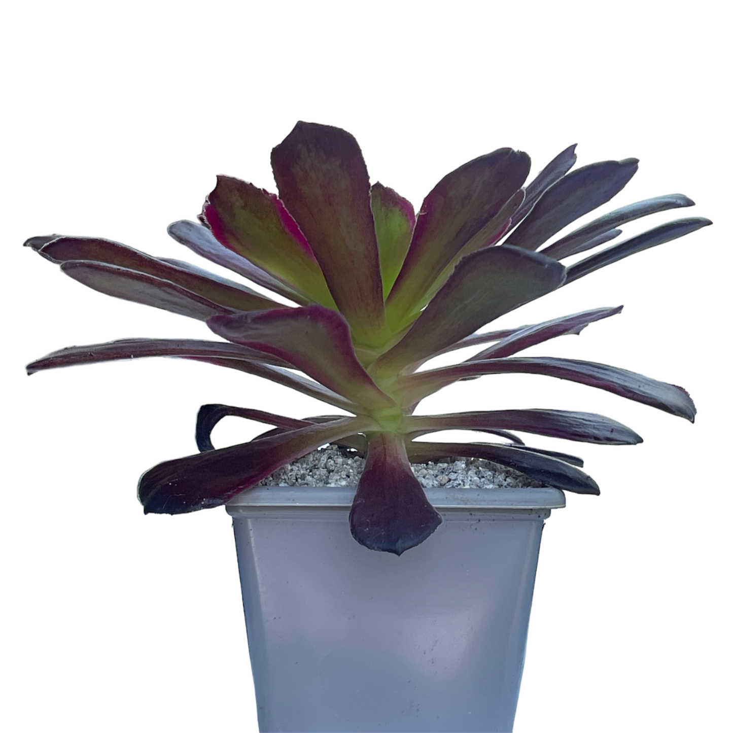 Aeonium 'Eden'