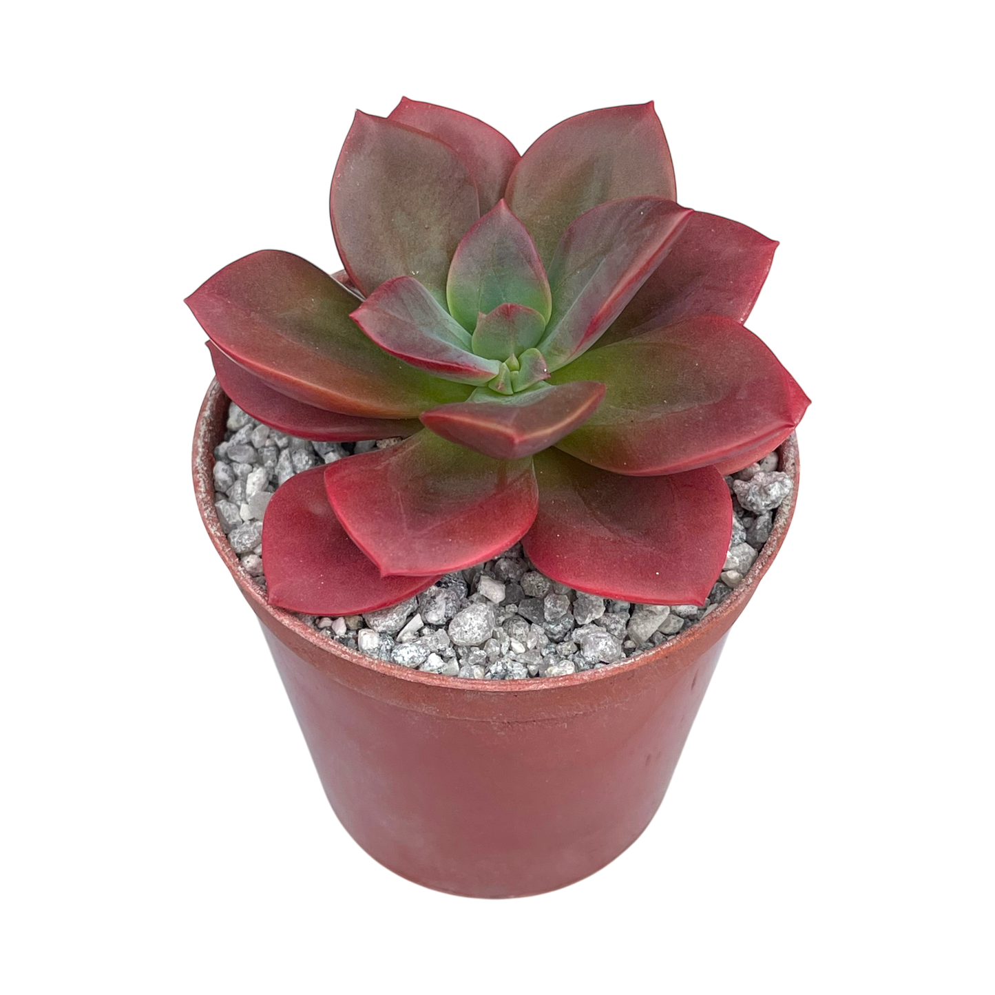 Echeveria 'Chroma'