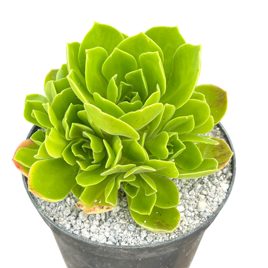 Aeonium 'Goblin'