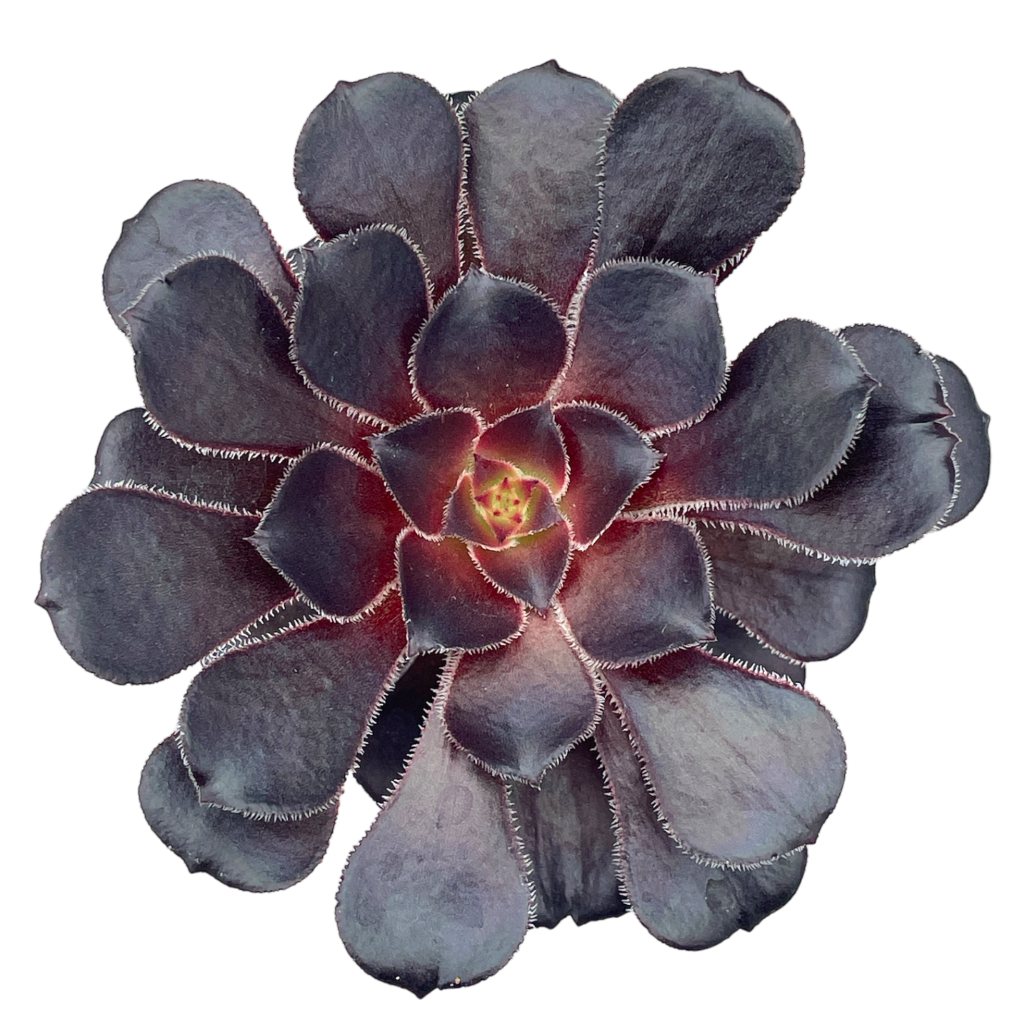 Aeonium 'Cashmere Black'