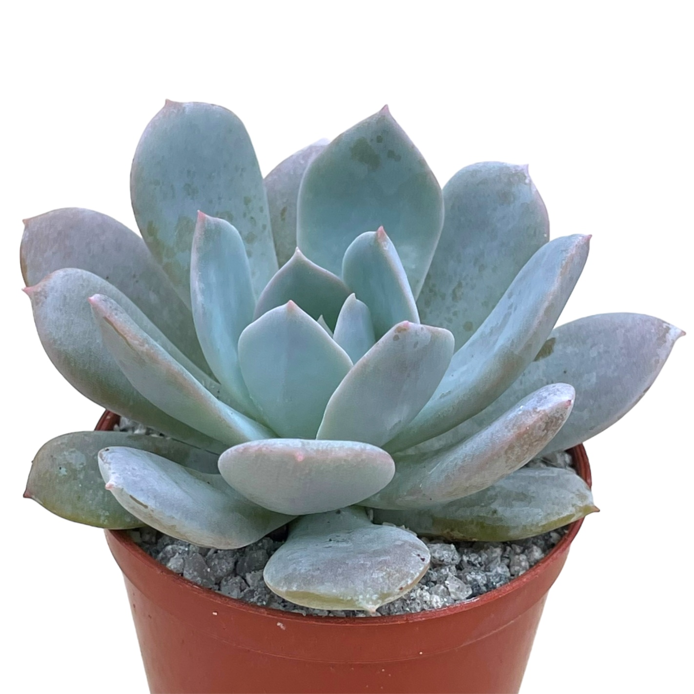 Echeveria 'Blue Star'