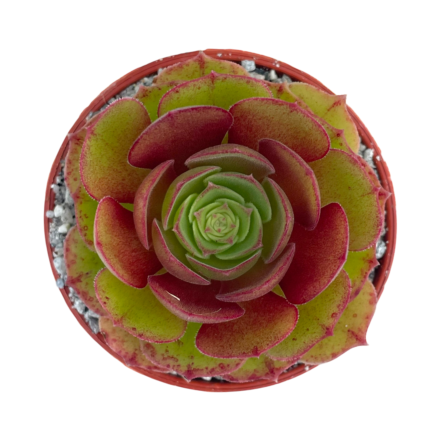 Aeonium 'Madeira Rose'