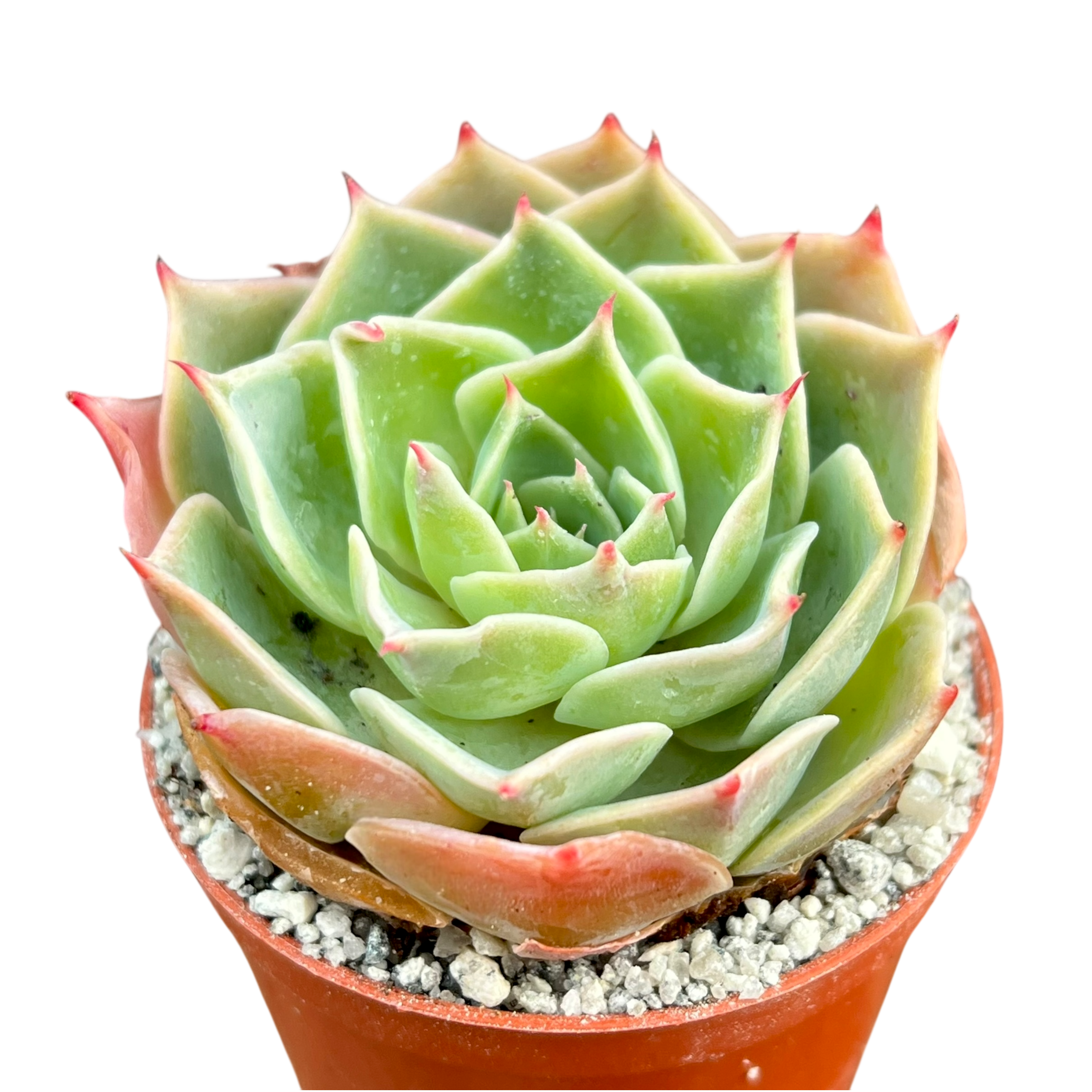 49.【札付き】セクンダ Aタイプ 希少 多肉植物 エケベリア エケベリア・セクンダ変種グラウカ – Surreal Succulents