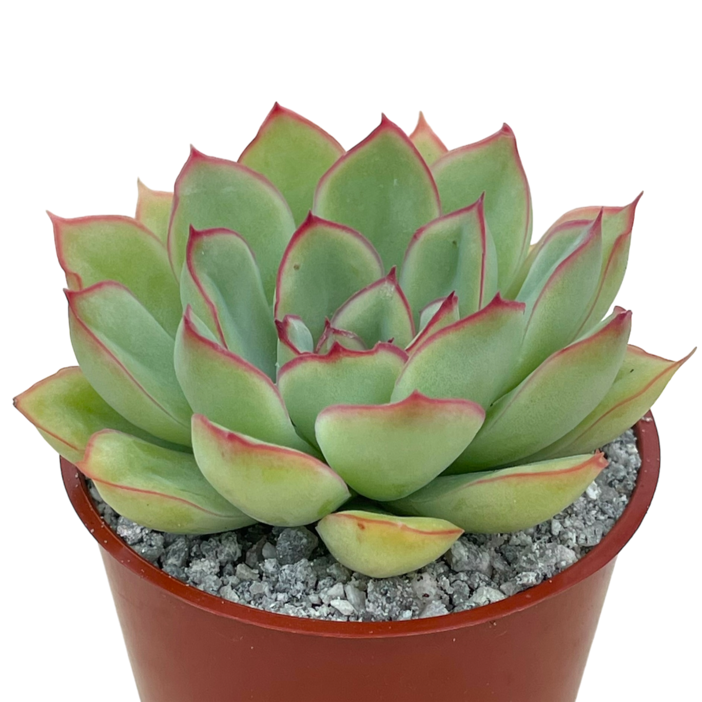 Echeveria pelusida