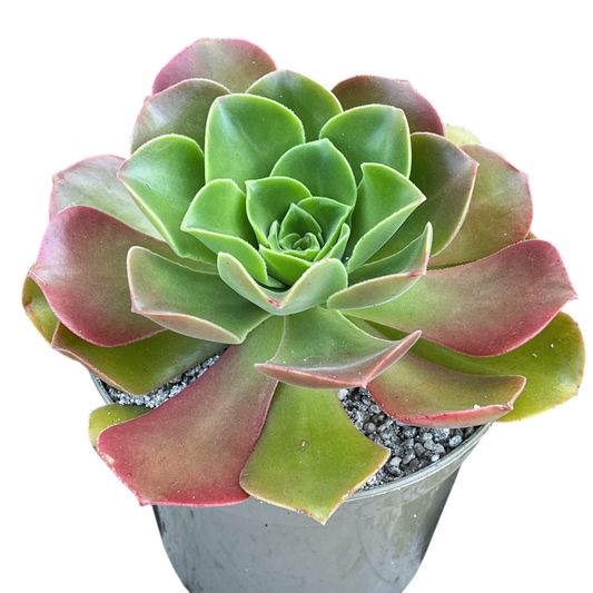 Aeonium 'Darley Blush'