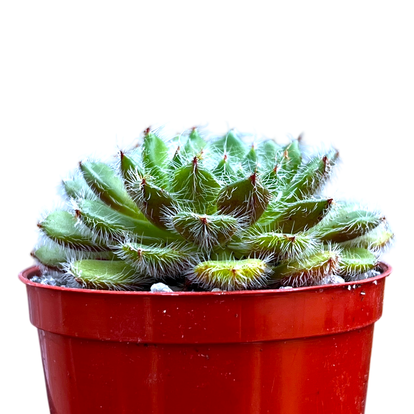 Echeveria setosa var. ciliata