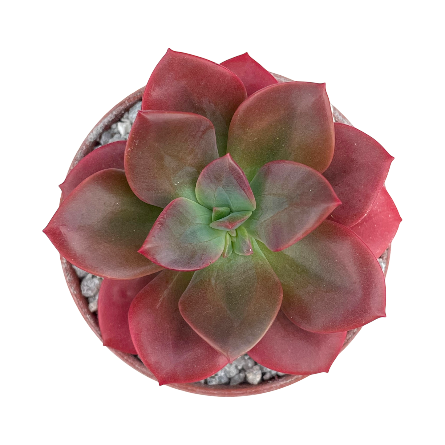 Echeveria 'Chroma'