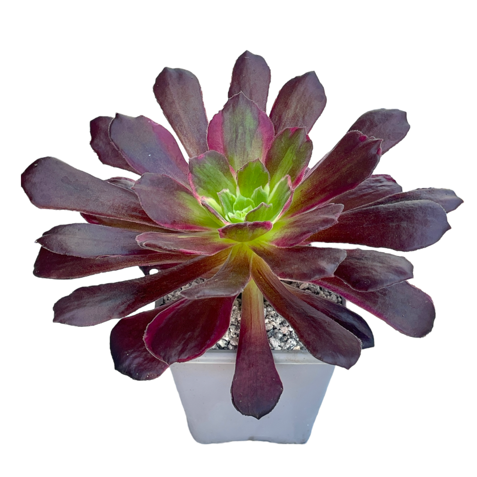 eden succulents Aeonium 'Eden' – Surreal Succulents