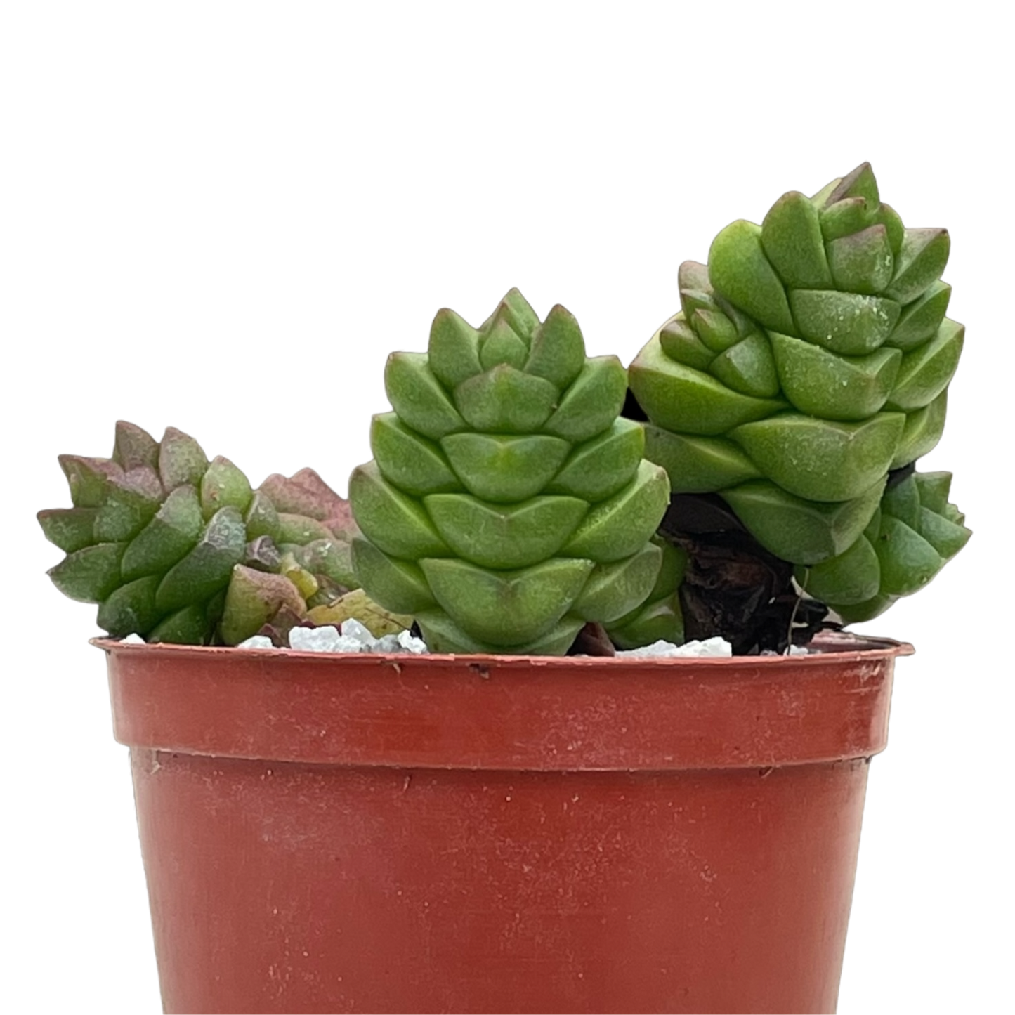 Crassula x marchandii