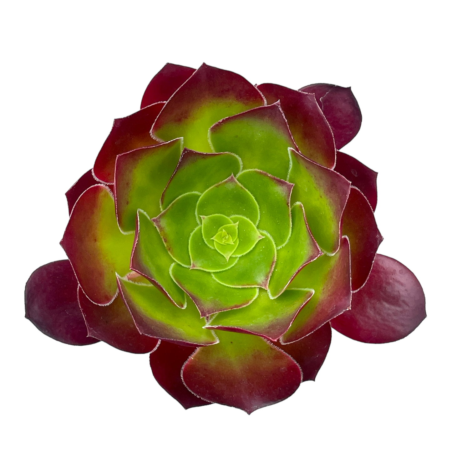 Aeonium 'Pomegranate'