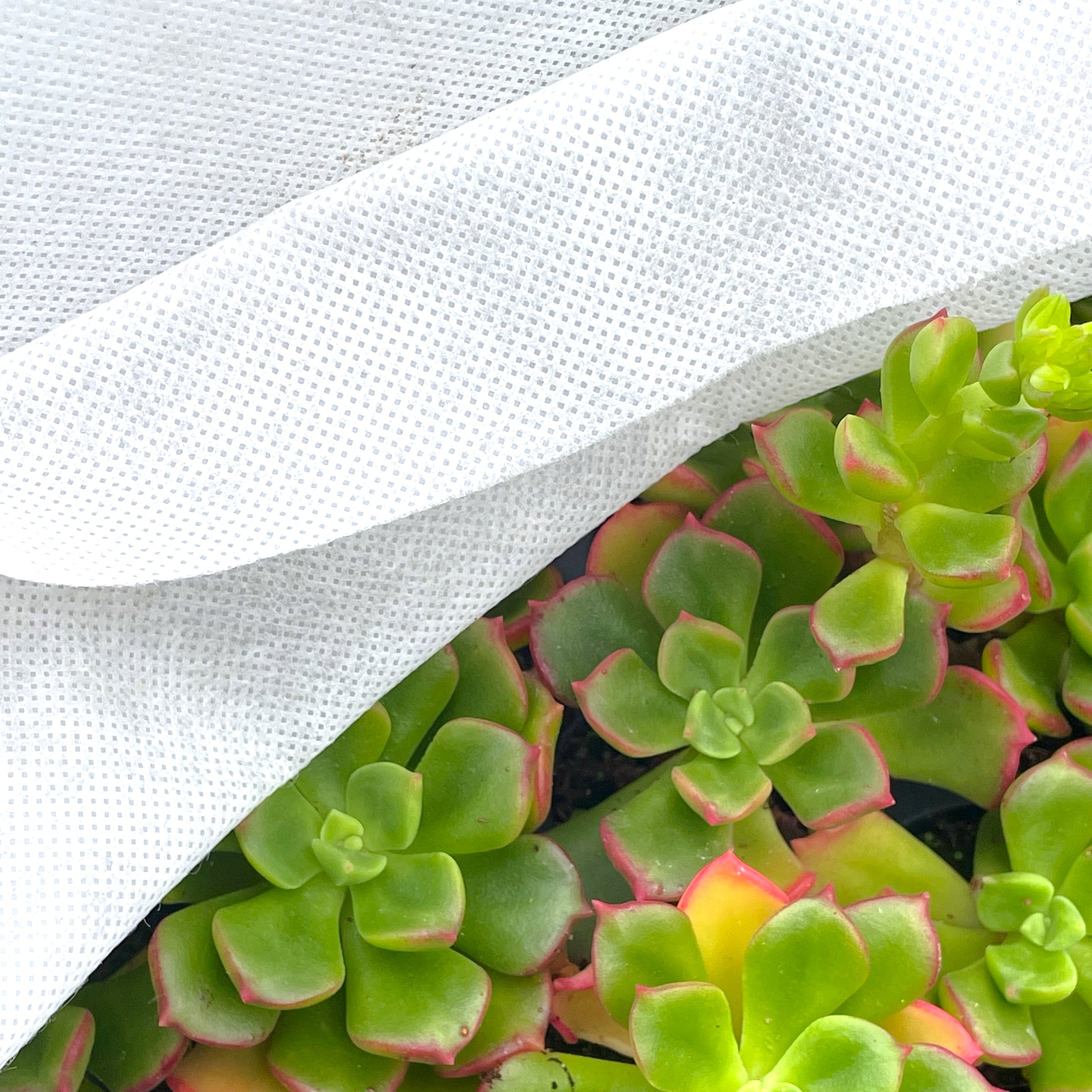 protecting succulents from frost High Quality Horticultural Fleece