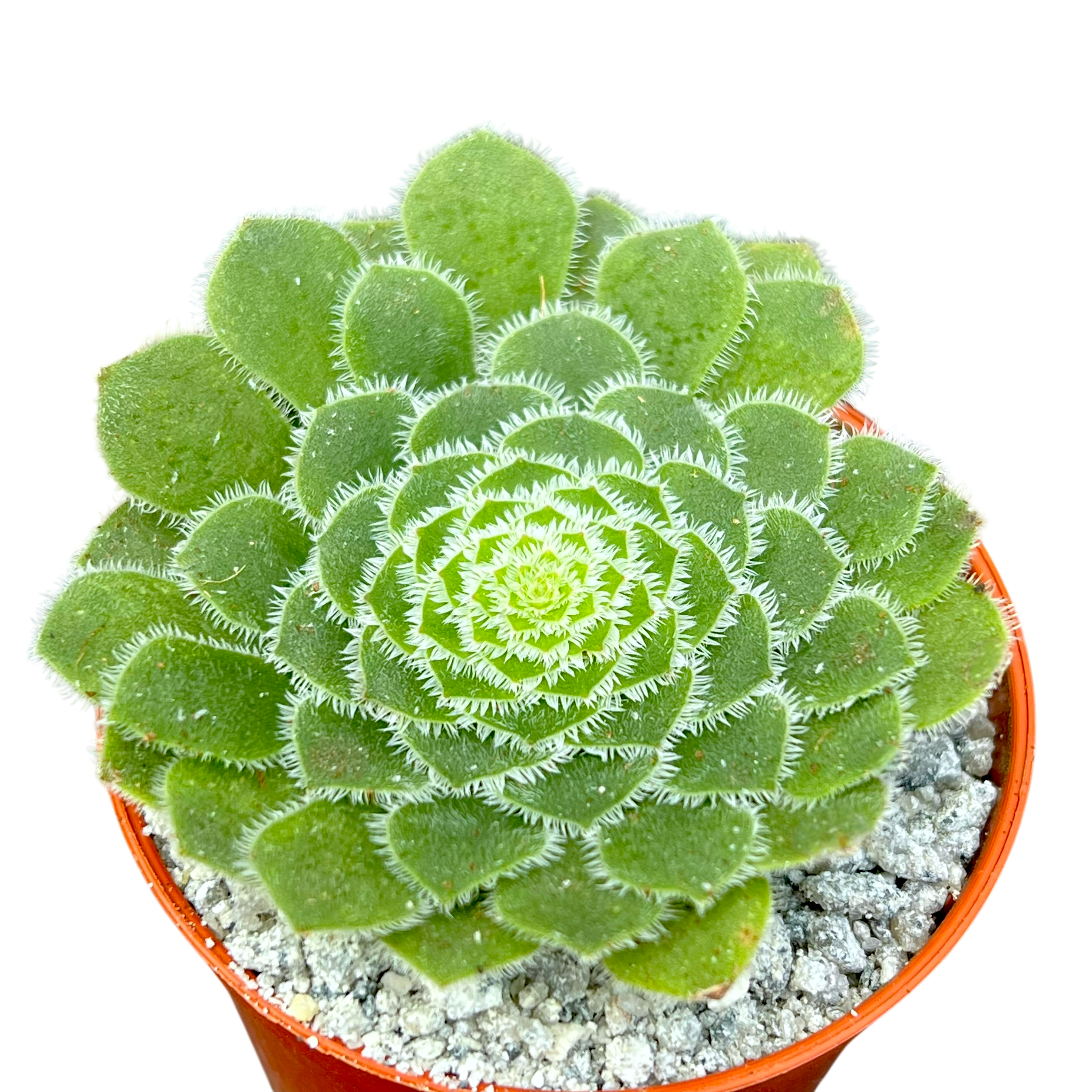 アエオニウム・タブイフォルメ – Surreal Succulents