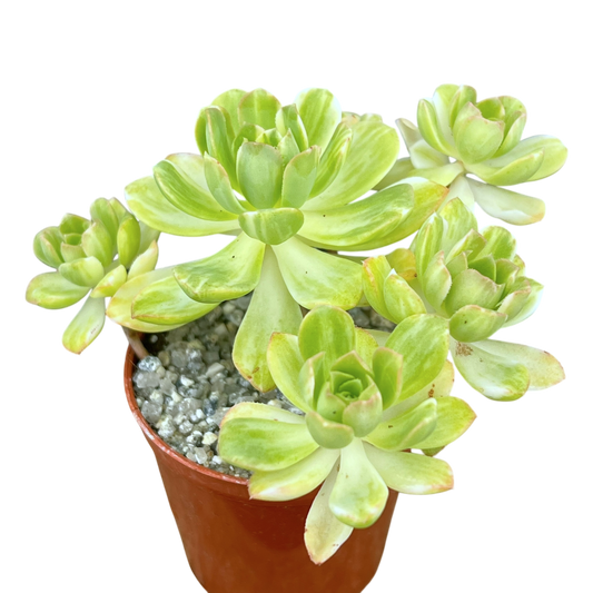 Aeonium 'Suncup'