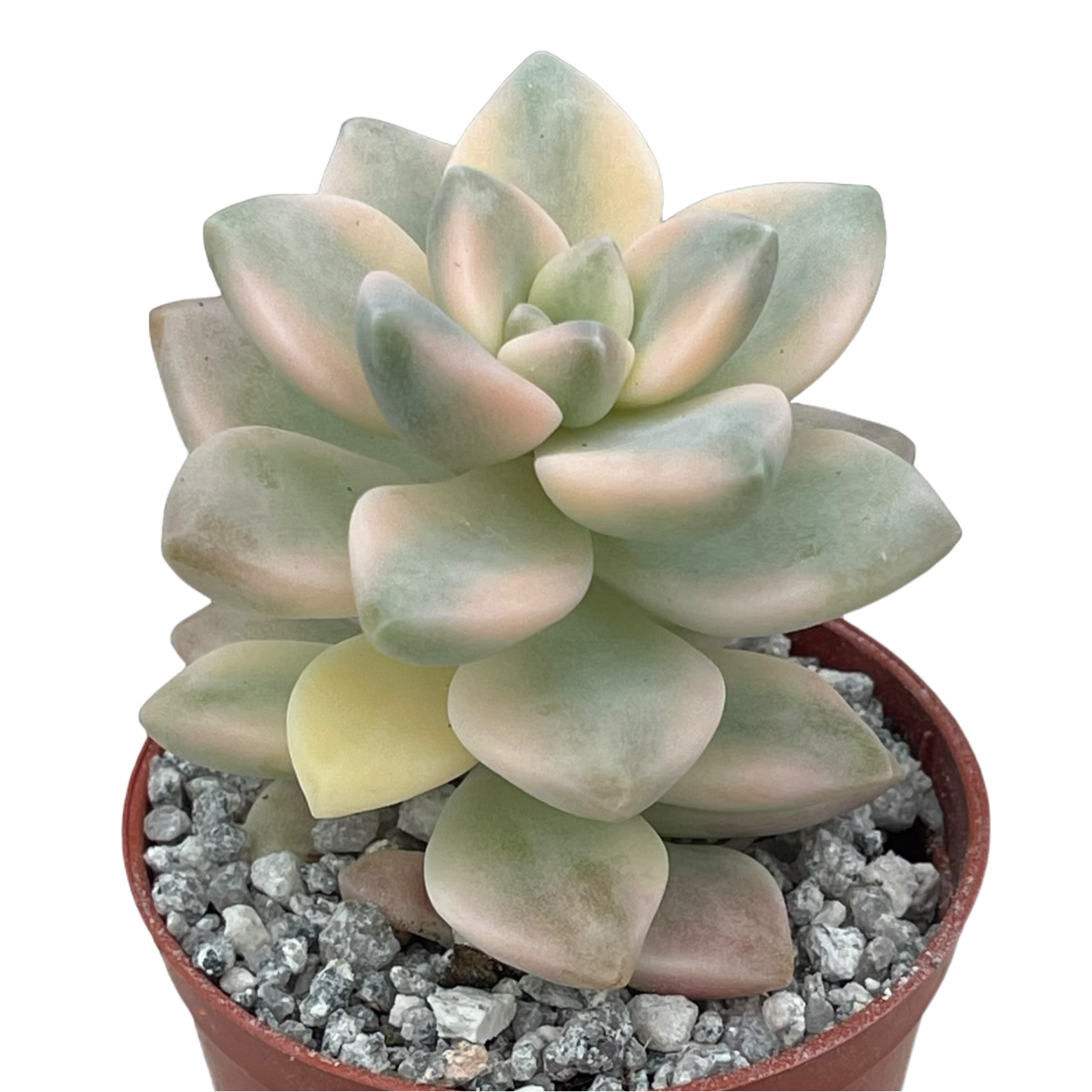 x Graptoveria 'Titubans' f. variegata