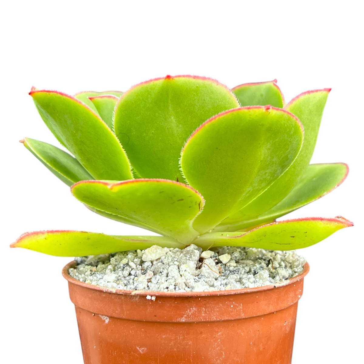 Aeonium 'Saturn'