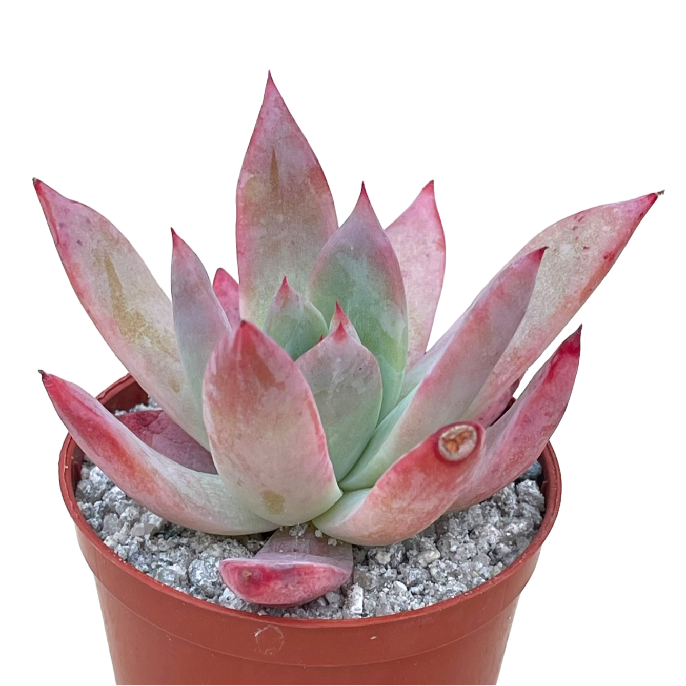 aqua succulents Echeveria colorata f. brandtii – Surreal Succulents