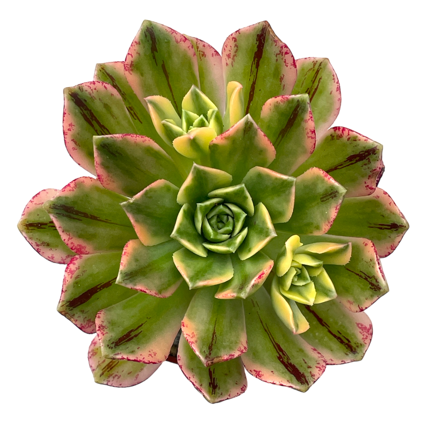 Aeonium 'Green Tea'
