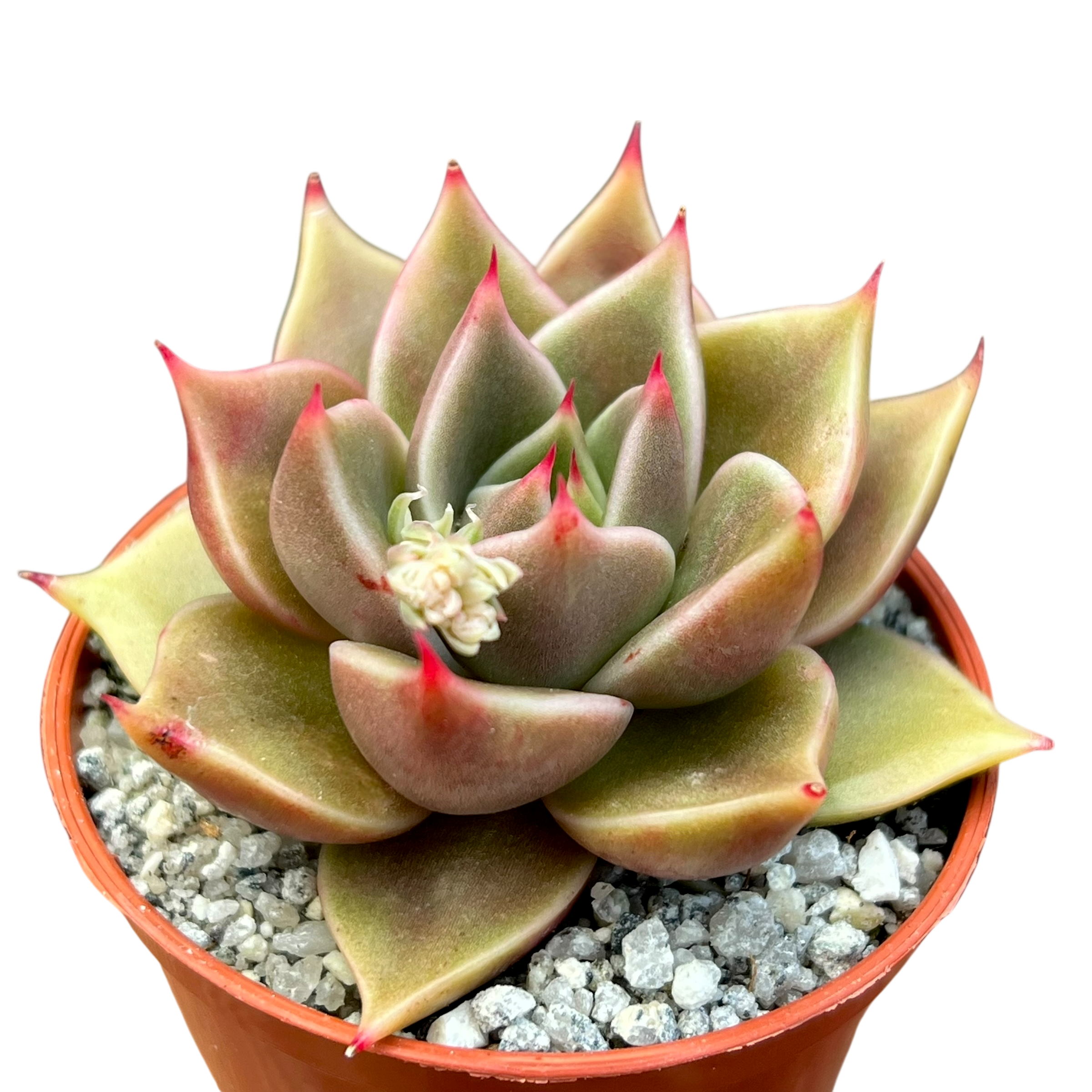 多肉植物 クリスタルローズ エケベリア 'クリスタルローズ' – Surreal Succulents