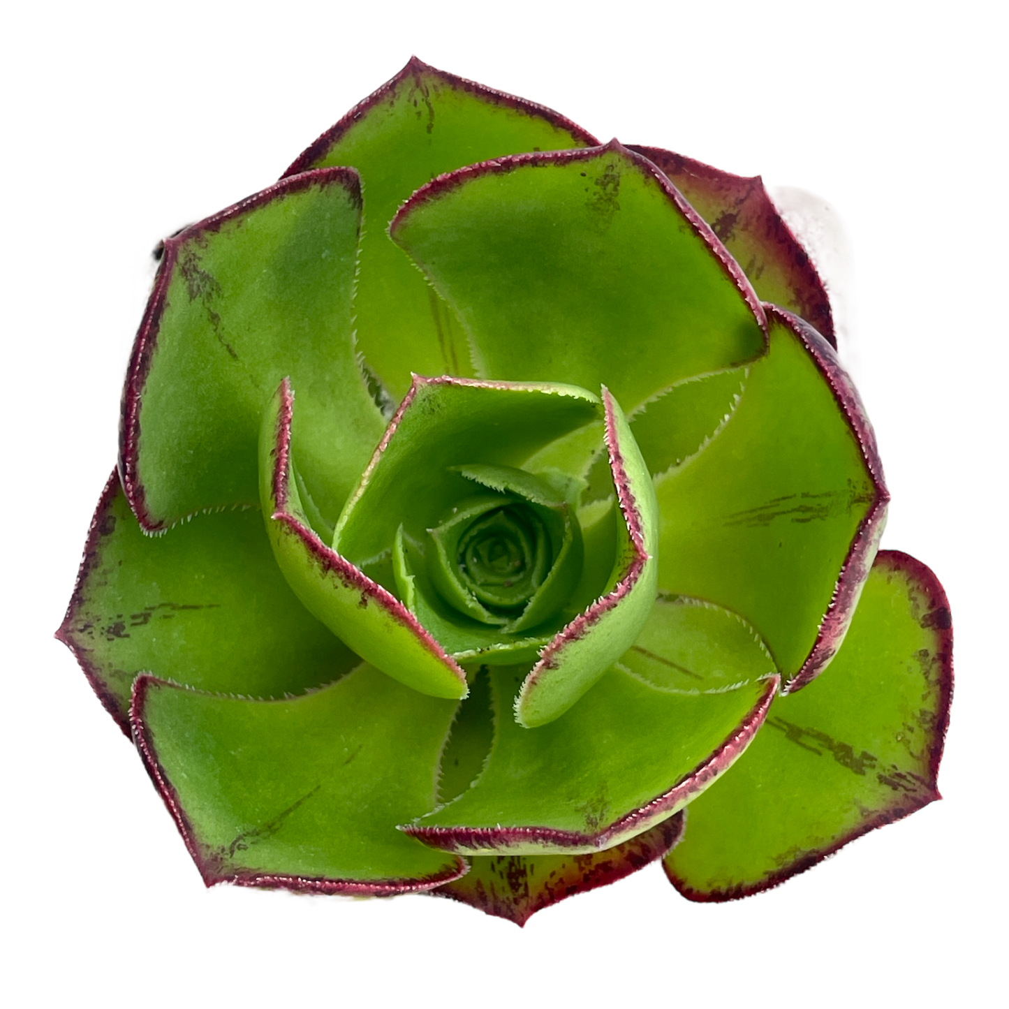 Aeonium 'Marnier Lapostolle'