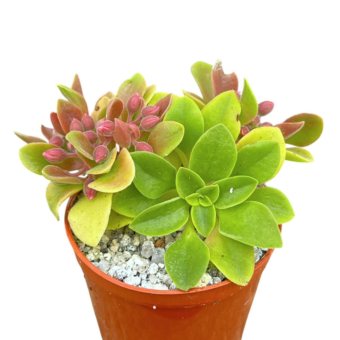 Aeonium goochiae