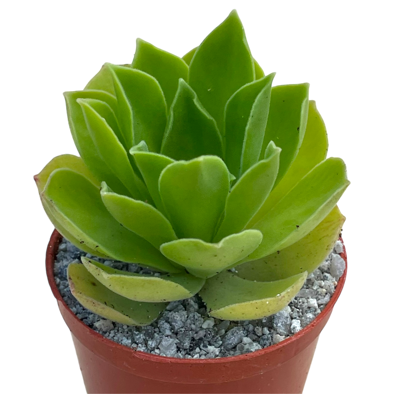 Aeonium 'Goblin'