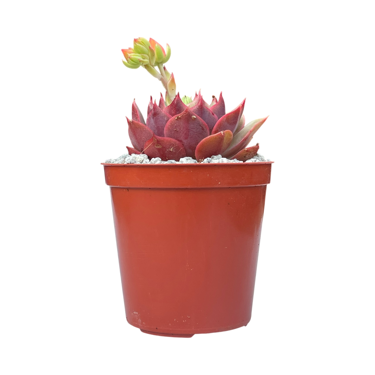 Echeveria 'Ramillette'