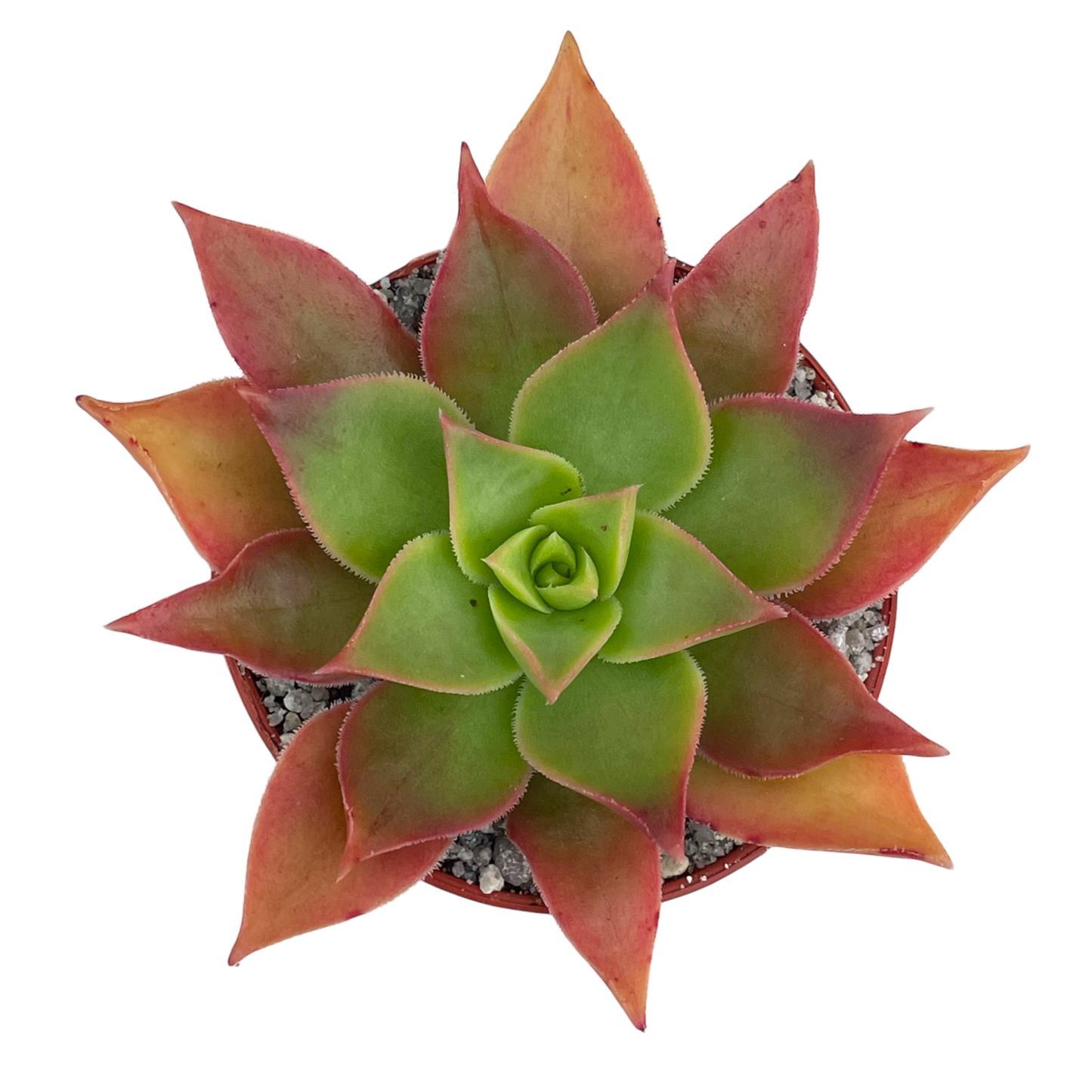 Aeonium leucoblepharum