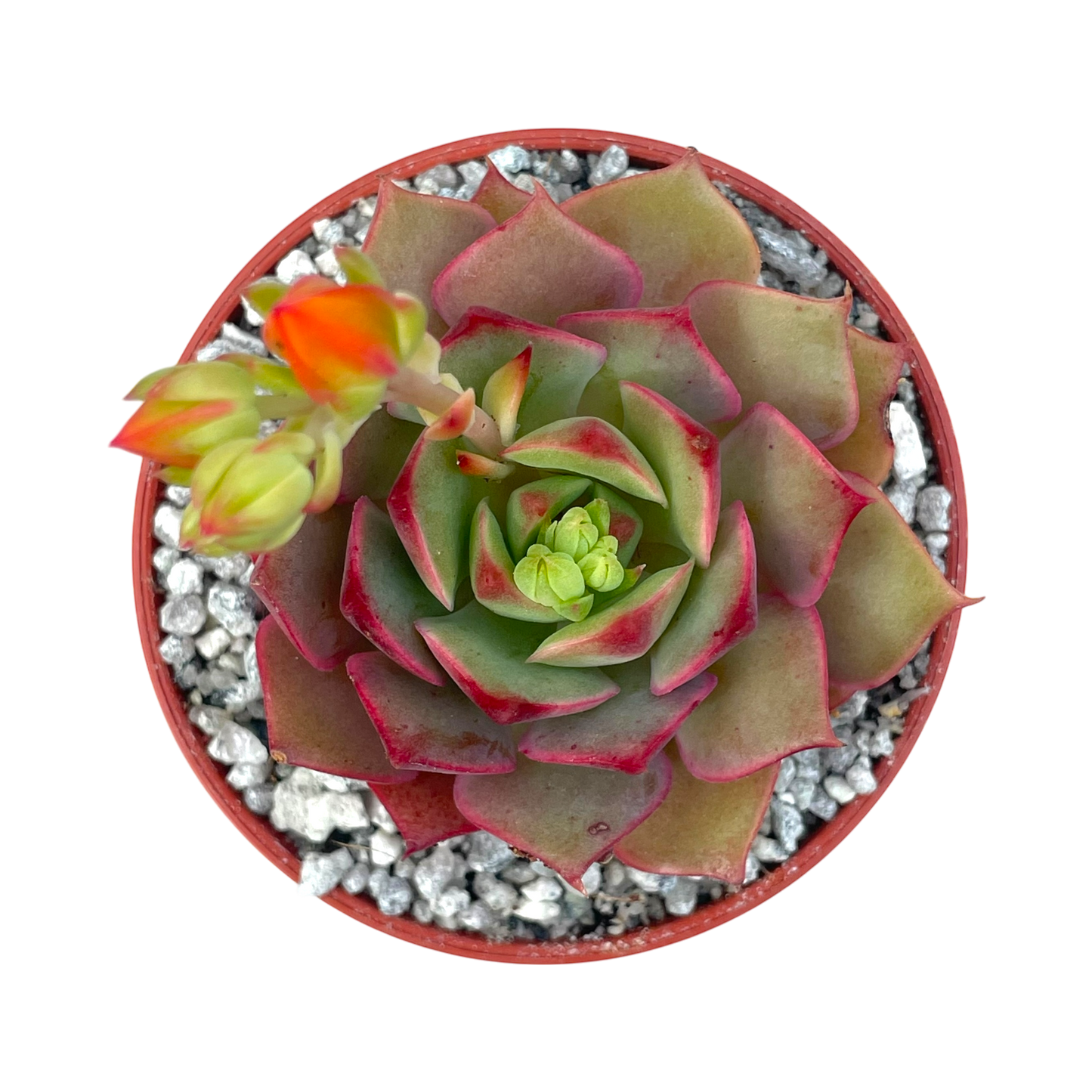Echeveria 'Ramillette'