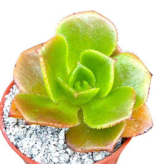 Aeonium nobile